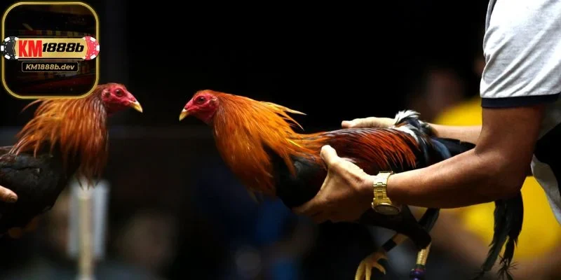 Kèo Hòa dành cho người thích mạo hiểm