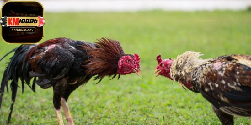 Đa dạng loại kèo trong chiến thuật đọc dáng chọn cửa