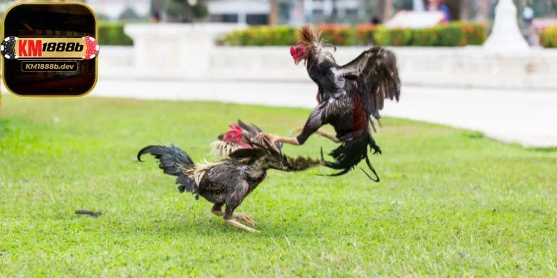 Chiến thuật đọc dáng chọn cửa với cách đọc tỷ lệ cược