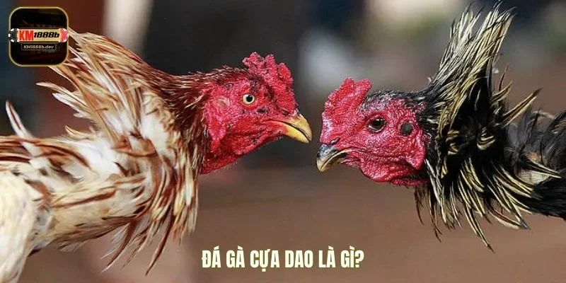 Tìm hiểu đá gà cựa dao