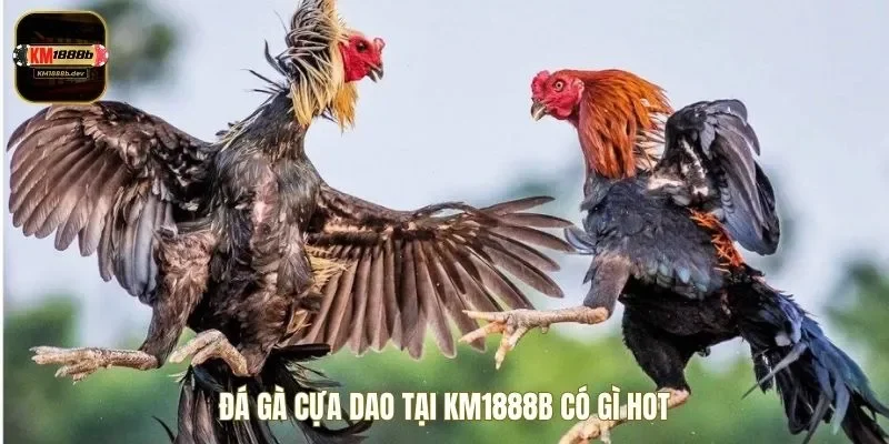 Ưu điểm khi tham gia đá gà cựa dao tại KM1888B